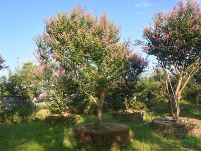 供應紫薇、紫微門、紫薇花瓶——江西井岡園林實業的精致園藝產品